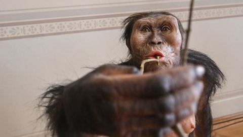 Prague Museum To Host First European Display Of 3.18 Million Year Old Lucy