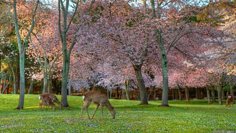 Oh Deer! Everything You Must Do In Nara, Japan's Beautiful Ancient Capital